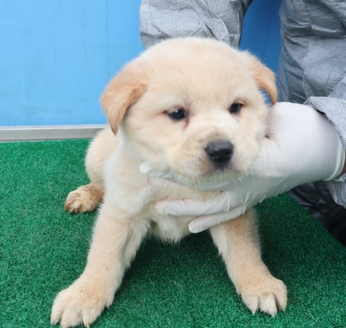 제주 동물보호센터_450650202403706